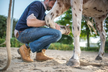 Ein Tierarzt behandelt ein Pferd.