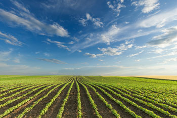 Ein Feld unter blauem Himmel mit Wolken.