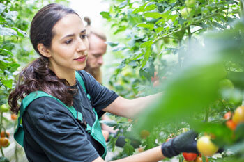 Eine junge Frau betrachtet Tomatenpflanzen.