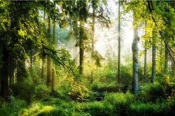 Sonniger Wald