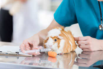 Ein Tierarzt füttert ein Meerschweinchen mit einer Spritze.
